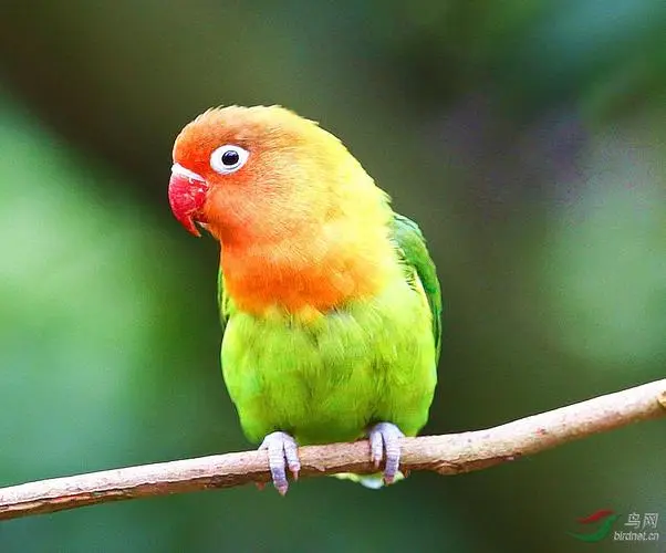 红嘴鹦鹉是国家保护动物吗？为什么？（红嘴鹦鹉是国家保护动物吗为什么）