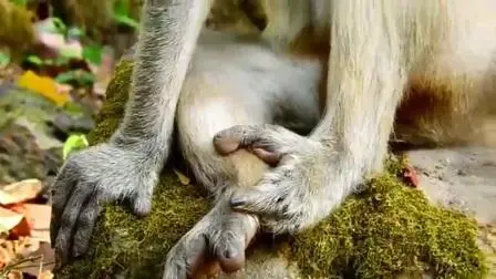 猴子有几条腿？（猴子有几条腿正确答案）