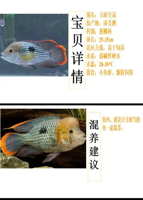 皇冠鱼公母怎样分图片 皇冠鱼公母区别图片