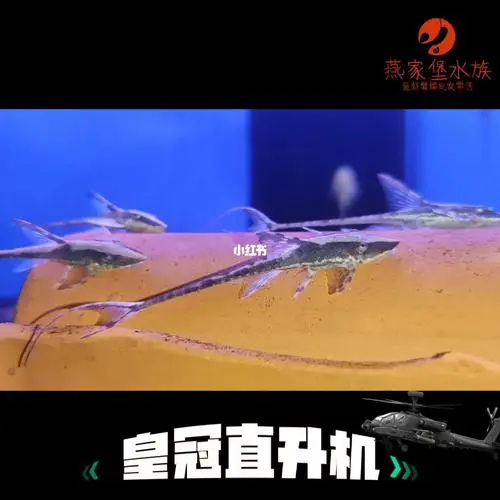 皇冠直升机鱼繁殖教程 皇冠直升机鱼繁殖教程视频