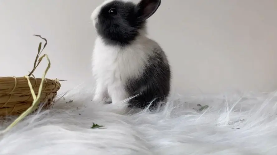 灰白侏儒兔图片 灰白道奇侏儒兔图片