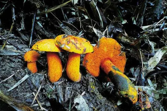 会变色的蘑菇 会变色的蘑菇叫什么