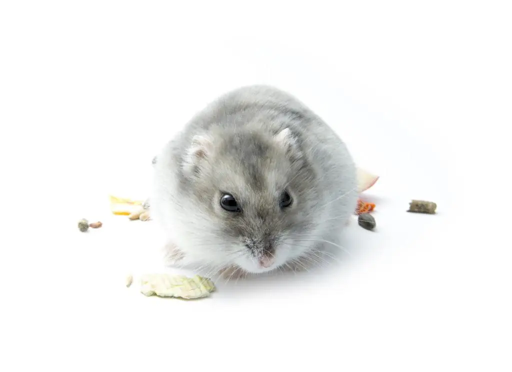 灰色仓鼠——一款迷人的宠物品种（灰色仓鼠是什么品种图片）