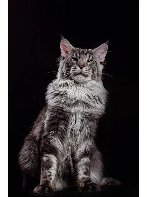 灰色长毛猫名字大全 灰色长毛猫是什么品种