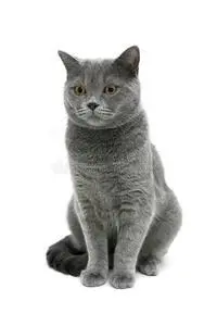 灰色的猫是什么品种的猫后腿白色（灰色的猫是什么品种的猫后腿白色的）