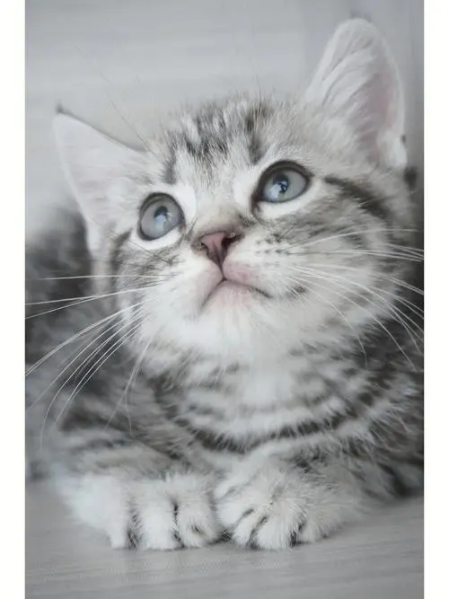 灰色的猫是什么品种的猫图片与价格 灰色的猫是什么品种的猫