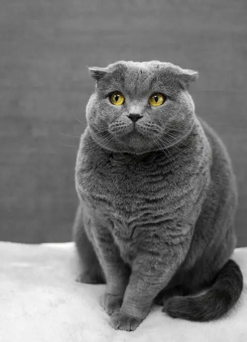 灰色加菲猫 灰色加菲猫价格多少钱一只