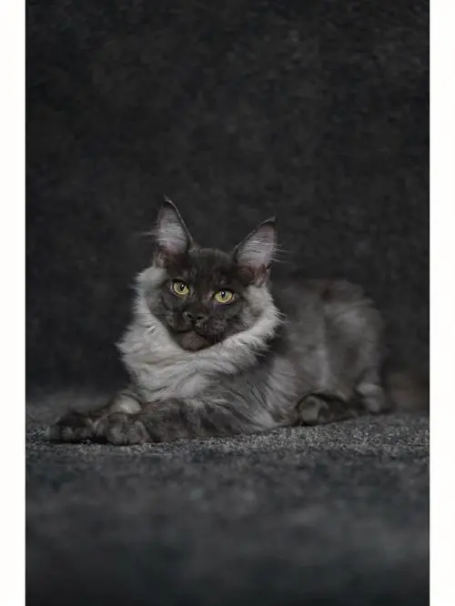 灰色英国长毛猫幼猫 灰色英国长毛猫幼猫怎么养