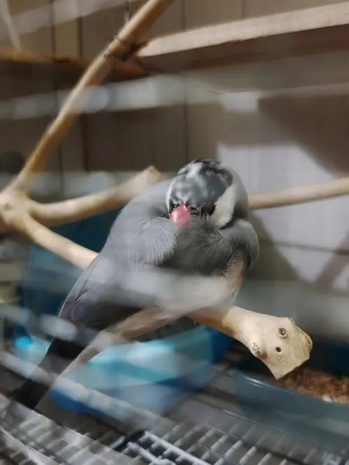 灰文鸟幼鸟多久才能吃食？（灰文鸟幼鸟多久才能吃食）