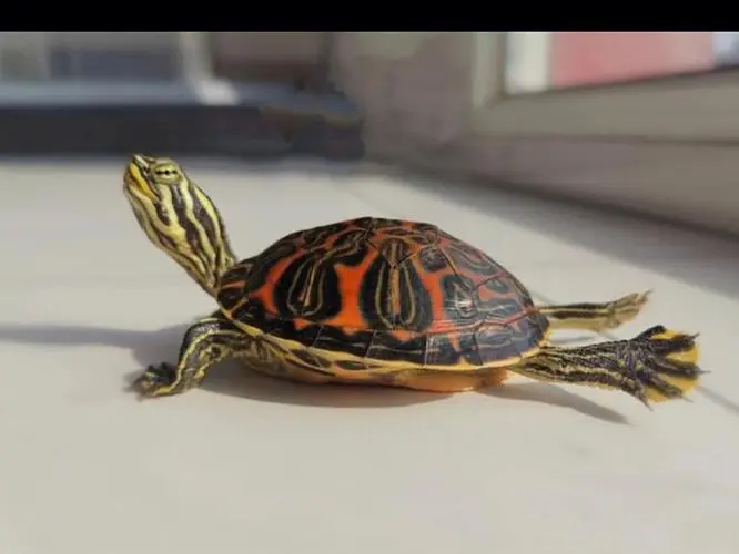 火焰龟的成长速度（火焰龟长的快吗）