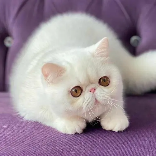 加菲猫和波斯猫混血图片的奇妙魅力（加菲猫和波斯猫的混血图片）