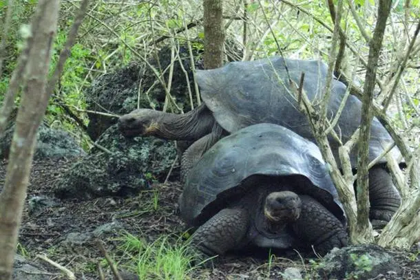 加拉帕戈斯象龟的速度是多少？（加拉帕戈斯象龟的速度是多少）