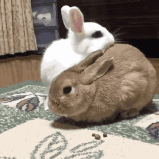 家里养兔子会给主人带来好运吗？（家里养兔子对主人运气好吗）