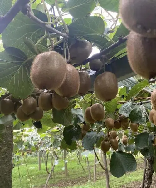 家庭猕猴桃的种植方法 家庭猕猴桃的种植方法和技术