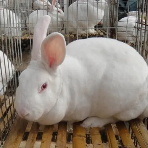 家养白兔是什么品种 红眼白兔是什么品种