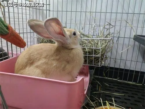家养兔子养什么品种 家养兔子吃什么
