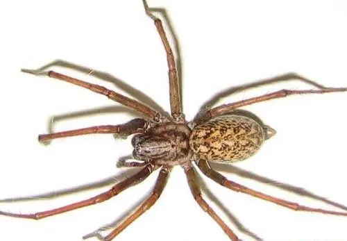 家中常见的二十种毒蜘蛛图片 睾丸上有小蜘蛛一样的虫子