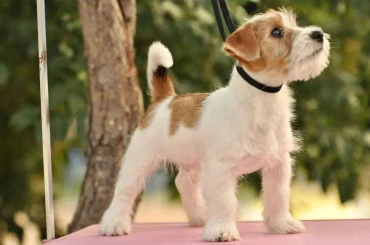 杰克罗素梗犬——高度聪明、勇敢而活跃的无畏猎犬（杰克罗素梗犬特点）