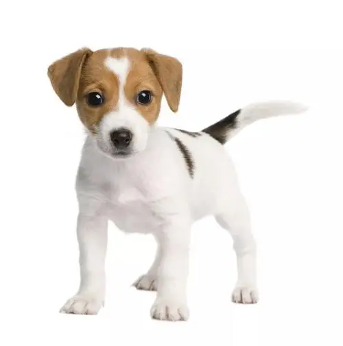 杰克罗素梗犬——活力四溢的小型犬（杰克罗素梗犬小型犬）