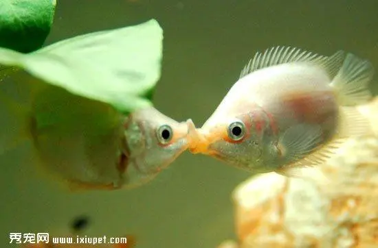 接吻鱼对灯光有何偏好？（接吻鱼喜欢有灯光吗）