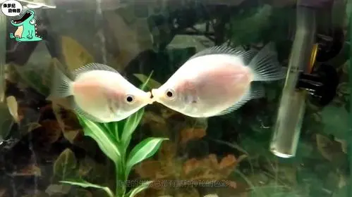 接吻鱼属于什么鱼种？（接吻鱼属于什么鱼种）