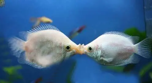 接吻鱼为何不食鱼粮？（接吻鱼不吃鱼粮）
