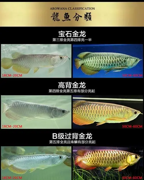 B级金龙鱼品种图片介绍（b级金龙鱼品种图片介绍）