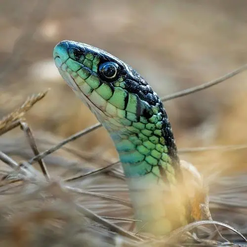 旧金山束带蛇是一种受欢迎的宠物蛇，主要分布于北美洲，尤其是美国加利福尼亚州的旧金山地区。由于其独特的