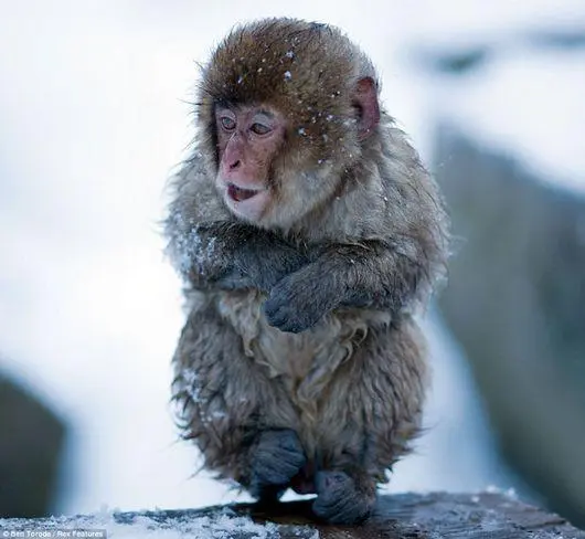 救援日本猕猴游戏：保护猴群与生态平衡（救援日本猕猴游戏）