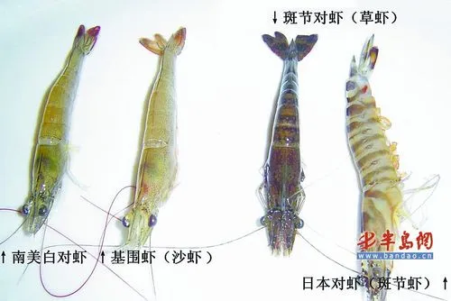 基围虾和明虾的区别 基围虾和明虾的区别哪个贵