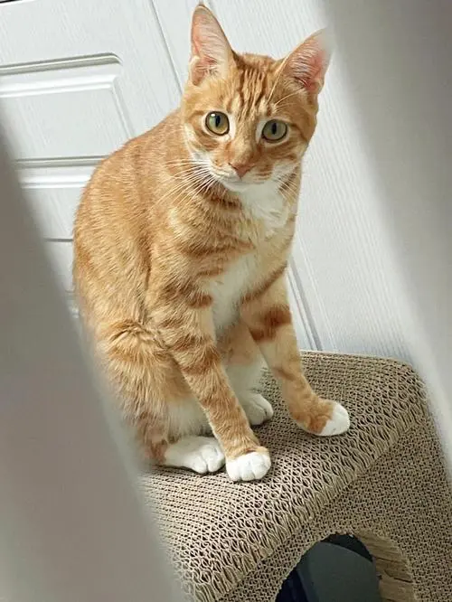 橘黄色的猫是什么猫？（橘黄色的猫是什么猫）