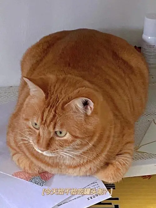 橘猫是不是都很胖？- 橘猫的体重和胖胖特征（橘猫是不是都很胖）