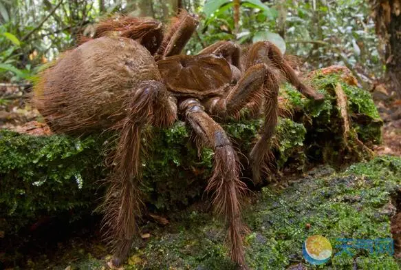 巨人圭亚那蜘蛛的体型和体重能长到多大呢？（巨人圭亚那蜘蛛能长多大）