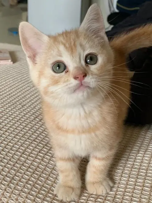 橘色短毛猫——珍贵且迷人的品种（橘色短毛猫什么品种）