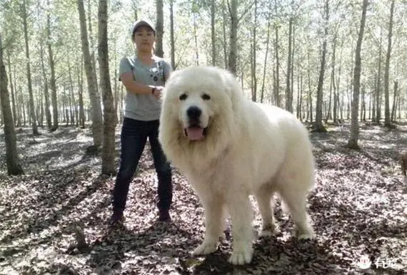 巨型大白熊犬能长多大？（巨型大白熊犬能长多大）
