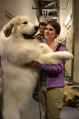 巨型萨摩耶犬（巨型萨摩耶犬最大多大）