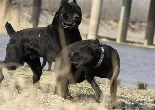 卡斯罗犬打架视视频 卡斯罗犬图片
