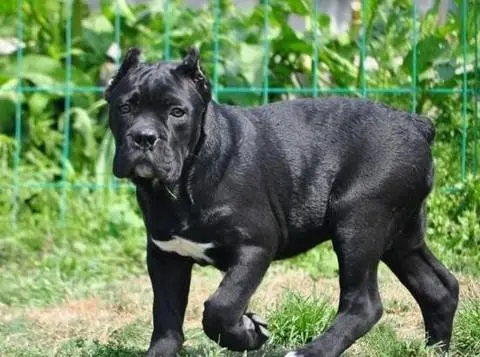 卡斯罗犬能长多大多重多高 卡斯罗犬价格多少钱一只