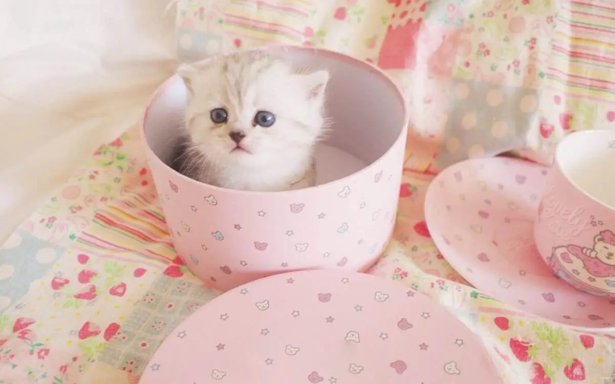 可爱的茶杯猫 可爱的茶杯猫怎么画