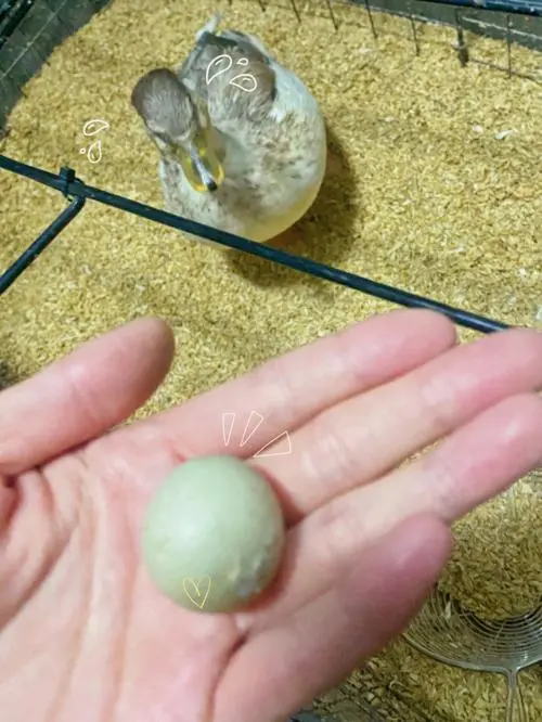 柯尔鸭蛋孵化24天没动静正常吗？（柯尔鸭蛋孵化24天没动静正常吗）