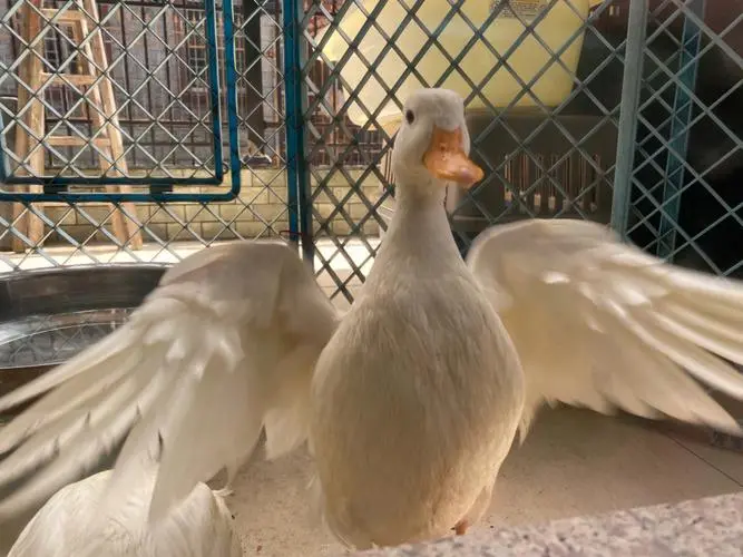柯尔鸭孵化1.0——创新的孵化器助力水禽养殖业发展（柯尔鸭孵化温度）