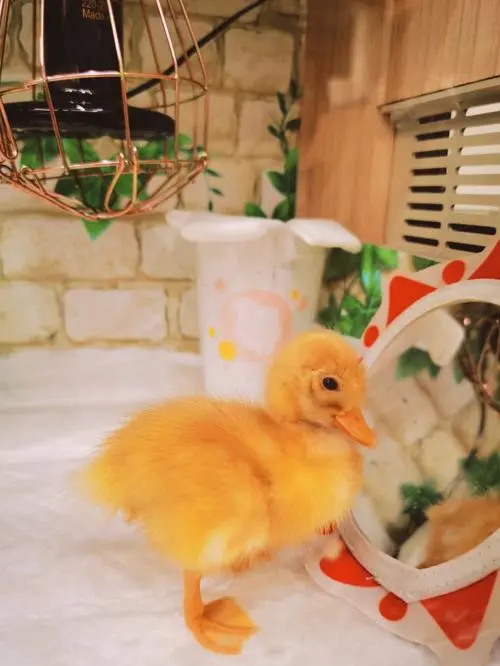 柯尔鸭孵化过程视频 柯尔鸭孵化教程