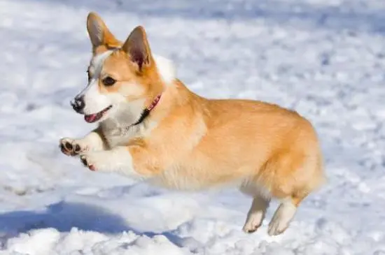 柯基，又称威尔士矮脚犬，是一种以短腿见长而得名的犬种。柯基以其独特的外貌和活泼可爱的个性而受到广大爱