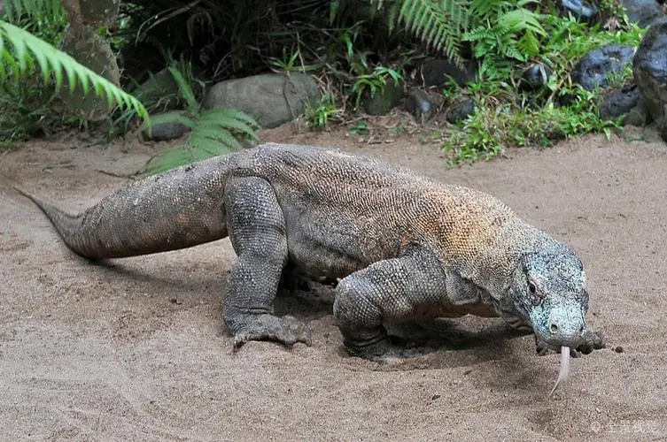 科罗拉多巨蜥蜴 - 非常珍稀的爬行动物（科罗拉多巨蜥蜴图片）