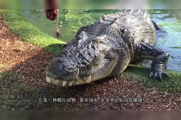 科莫多巨蜥吃鳄鱼视频 科莫多巨蜥和鳄鱼视频