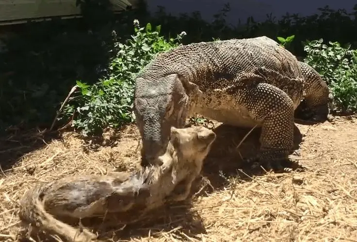 科莫多巨蜥吃鬣狗视频：残酷而真实的野生生态景象（科莫多巨蜥吃鬣狗视频）