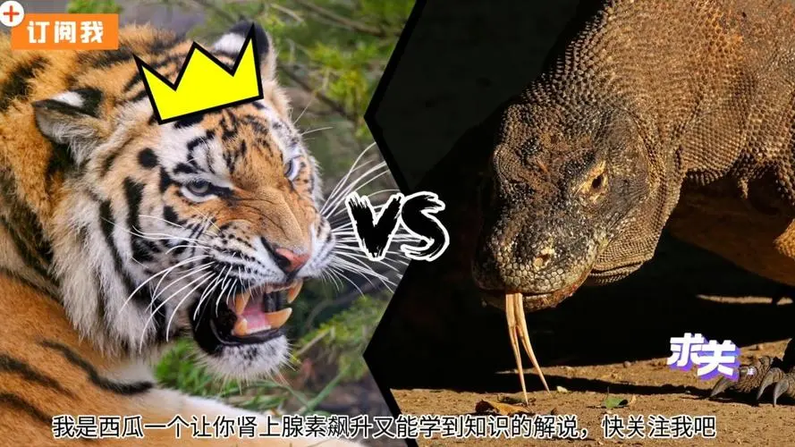 科莫多巨蜥大战老虎视频——野生动物间的真实对决（科莫多巨蜥大战老虎视频）