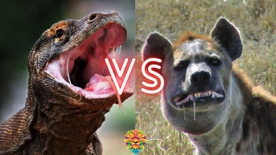 科莫多巨蜥和鬣狗：两种远古生物的碰撞（科莫多巨蜥和鬣狗）