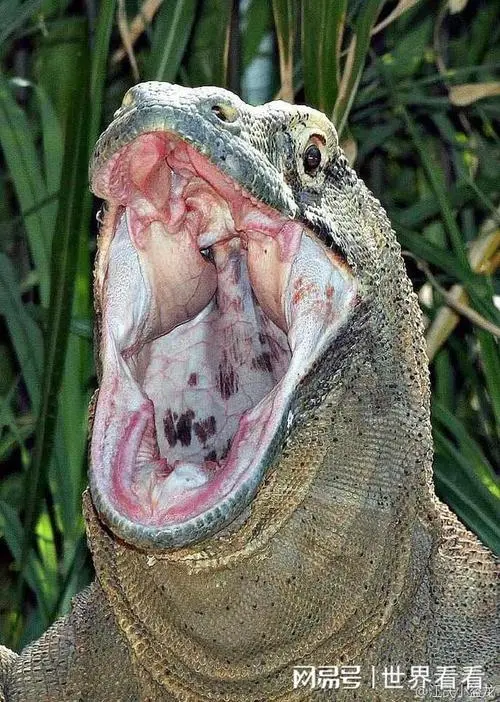 科莫多巨蜥和孟加拉巨蜥的区别 科莫多巨蜥vs孟加拉虎
