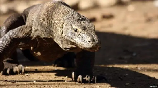 科莫多巨蜥和尼罗河巨蜥是两种常见的蜥蜴类动物，它们在外观、生态习性等方面存在一些区别。本文将从科莫多
